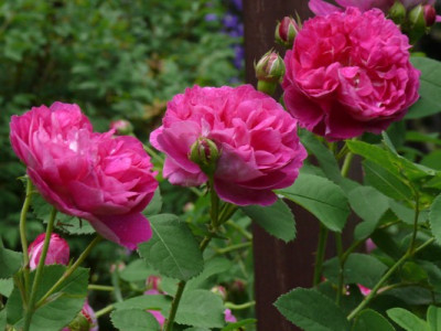 Paeonienrose_999.JPG
