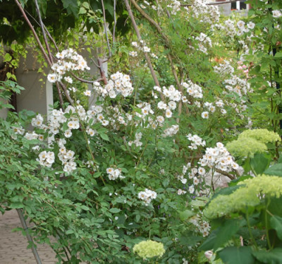 Bennetts_Seedling_0010__52381.jpg