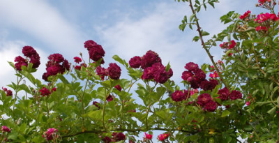 Bleu_Magenta__0010__52274.jpg