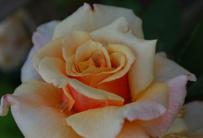 Caramella_0010__52334.jpg