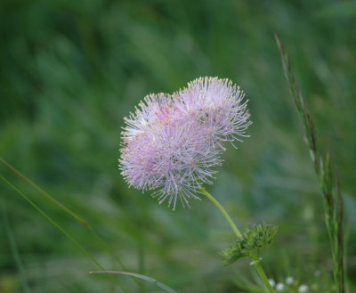 DSC_2668thalictrum_rosa.jpg