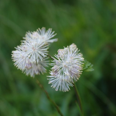 DSC_2670thalictrum_weiss.jpg