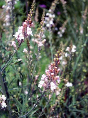 Linaria-CanonWent_web.jpg