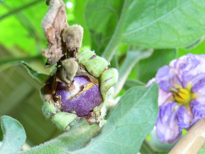 Aubergienchen09.JPG