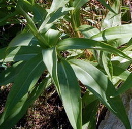 Solidago_127.jpg
