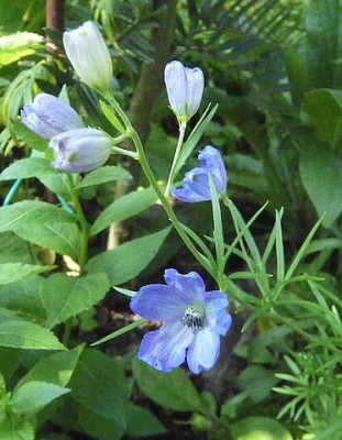 Delphinium_grandiflorum_Sibirien_fars_2009.jpg