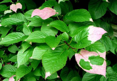 75-Actinidia-kolomikta-male.jpg