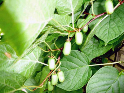 75-Actinidia-kolo-Aromatnaja.jpg