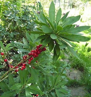 Daphne_mezereum_Fruchtbesatz_fars_2009.jpg