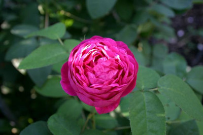 Rose_de_Resth0207b.jpg