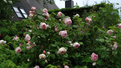 cf_rosa_labenz.jpg