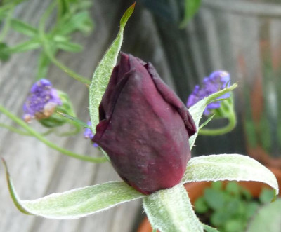 BurgundyVelvet_06_09_nah08.JPG