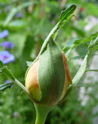 Reve_apricot_06_09_04.JPG