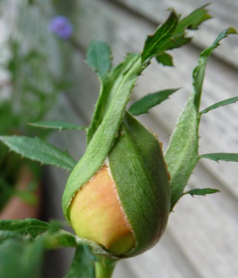 Reve_apricot_06_09_05.JPG