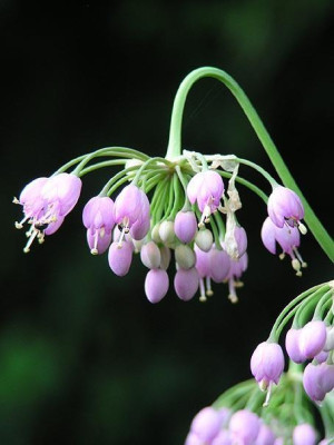 allium_cernuum.jpg
