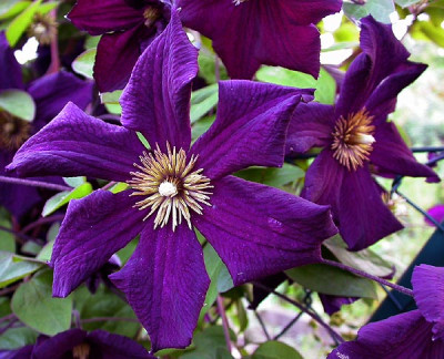Clematis_Romantika_Blute_16.6.09.jpg