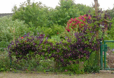 Clematis_Romantika_16.6.09.jpg