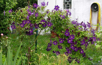 Clematis_Viola_16.6.09.jpg