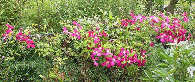 Clematis_Mme._Julia_Correvon_16.6.09.jpg