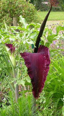 Dracunculus_vulgaris_16.5.09.jpg