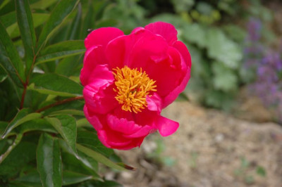 DSC_2744paeonia_unbekannt1.jpg