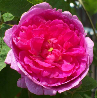 Rose_du_Roi__einzeln_k_4697.jpg