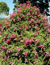 Welcher_Rambler_DSC_0134.jpg