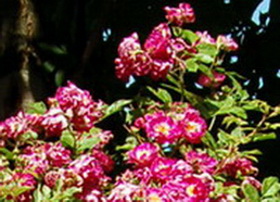 Rambler_Ausschnitt_DSC_0134.jpg