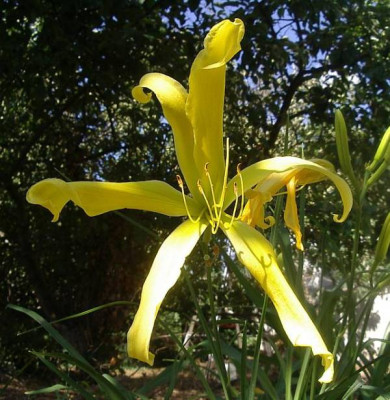 Yellow_Angel.jpg