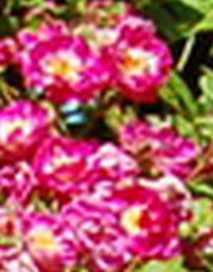 Welcher_Ausschnitt_DSC_0134.jpg