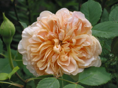 Tea_Clipper_Juni_09.jpg