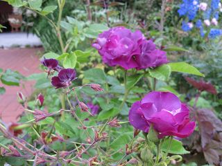 k-IMG_0687.jpg