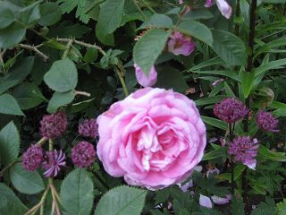 k-IMG_0696.jpg