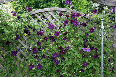 Cl.vit.Viola0609.jpg