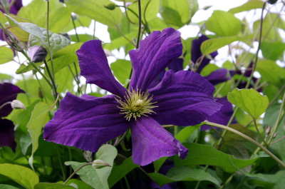 Cl.vit.Viola0207b.jpg