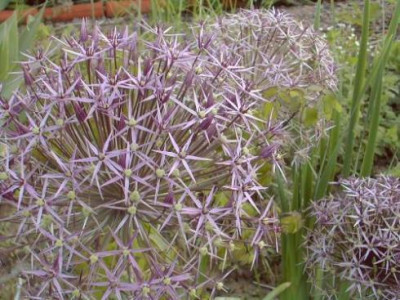 Allium.jpg