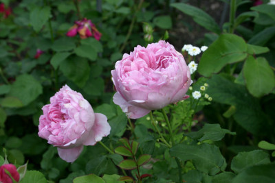 Rose_Charles_Renee_Mackintosh0409.jpg