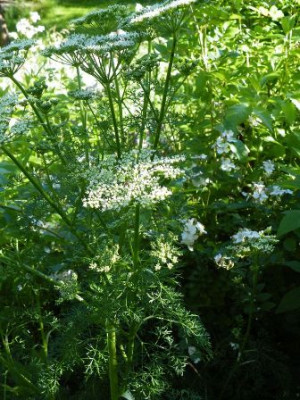 DSCF4271.jpg