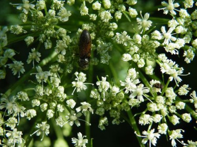 DSCF4270.jpg