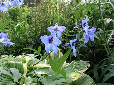 delphinium-blau2.jpg