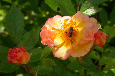 Helgas_Unbekannte_3_17.6.09.jpg