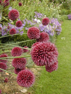 Allium_spaerocephalum.jpg