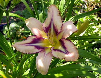 Destined_To_See_17.6.09.jpg