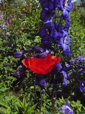Klatschmohn_und_Rittersporn_fars_2009.jpg