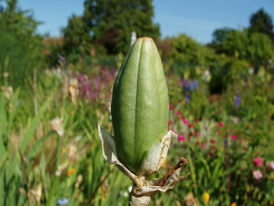 cf_rosa_pallida_schwanger.jpg