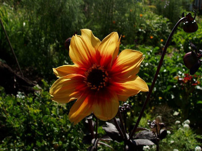 erste_dahlie2009_sunshine.jpg