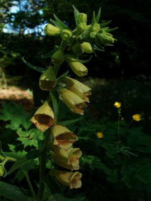 digitalis2009.jpg