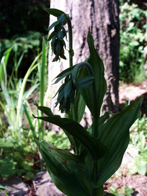 epipactis2009.jpg