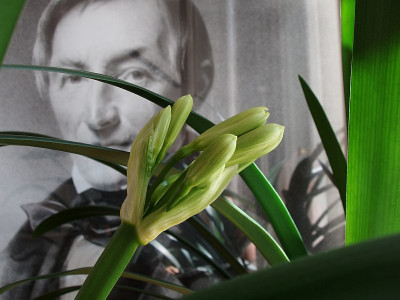 clivia_hybr_chiltern_seeds.jpg