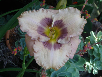 Orchid_Elegance_P0826.jpg